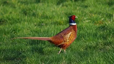 Бұған дейін тізімге 67 су жануарының түрі, соның ішінде бағалы балықтар да кірген болатын:, сурет - Zakon.kz жаңалық 10.10.2025 16:00