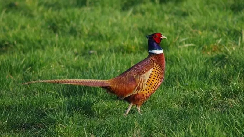 Қазақстанда аң аулауға рұқсат етілген бағалы жануарлардың тізімі жаңартылды