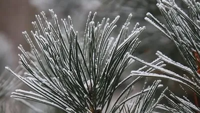 Үсік жүреді, ауа райы болжамы, Қазақстан, 14 қазан, сурет - Zakon.kz жаңалық 13.10.2025 17:59