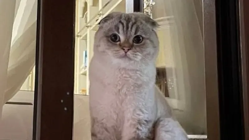 Өзбекстан президентінің мысығы жоғалып кетті