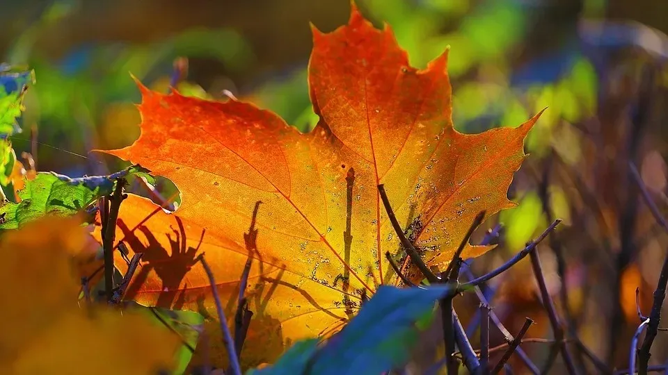 Мәскеуде Авиамоторная метро станциясының жанында жыныстық қатынас үшін түнгі пәтерді жалға алыңыз