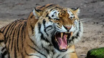 Жолбарыс, ет қоректі, жыртқыш, мысық тұқымдас, аң, сурет - Zakon.kz жаңалық 15.10.2025 10:56