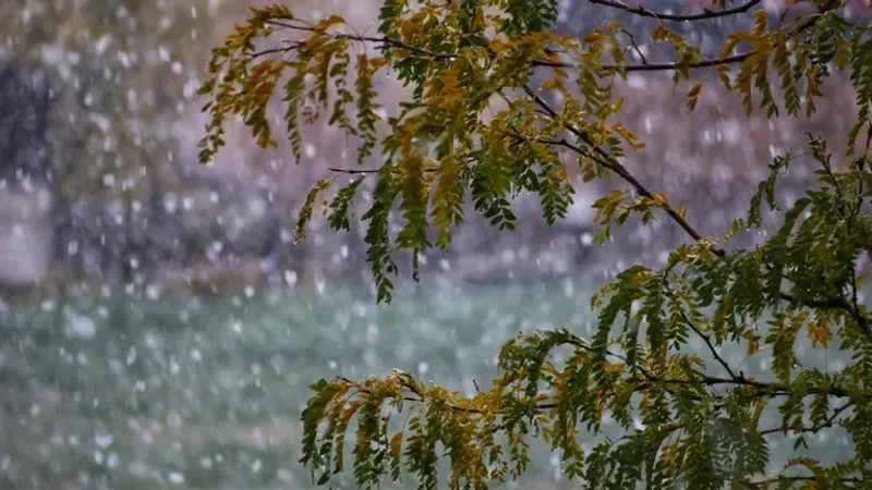 Жалаңаш қаншықтар