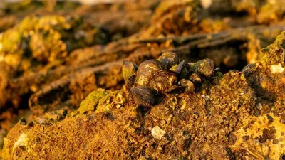 Алтын кен орны, Әлемдегі ең ірі алтын қоры, сурет - Zakon.kz жаңалық 15.10.2025 11:34