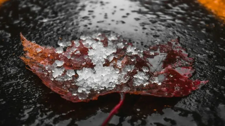 Қытай қыздарының қатысуымен порно видео