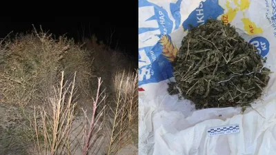 Қарасора, Қызылорда облысы, есірткі алқабы  , сурет - Zakon.kz жаңалық 15.10.2025 19:40