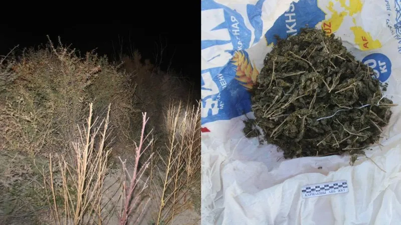 Қызылорда облысында ірі есірткі алқабы жойылды