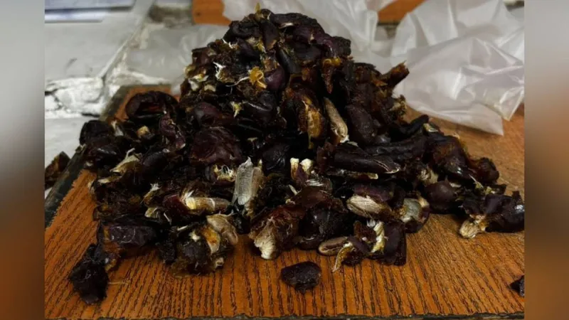 Алматыда тергеу изоляторына құрманың ішіне есірткі жасырып өткізбек болған