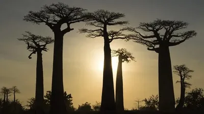 Мадагаскар, тропик, Африка елдері , сурет - Zakon.kz жаңалық 16.10.2025 16:56