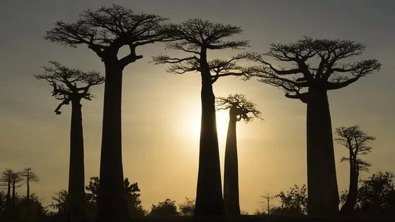 Мадагаскар елдегі әскери төңкеріс салдарынан Африка одағынан уақытша шығарылды