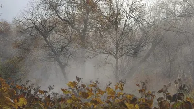 18 қазанда Қазақстанның бір бөлігінде үсік пен жауын-шашын күтіледі, сурет - Zakon.kz жаңалық 17.10.2025 17:30