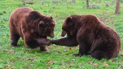 Шығыс Қазақстан облысында аюлар Риддер қаласының маңындағы елді мекендерге жиі кіре бастады, деп хабарлайды Zakon.kz., сурет - Zakon.kz жаңалық 18.10.2025 11:39