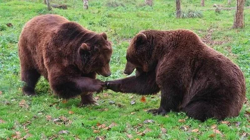Аюлар ШҚО-дағы бау-бақша аумақтарына кіріп, омарталарды қиратып жатыр