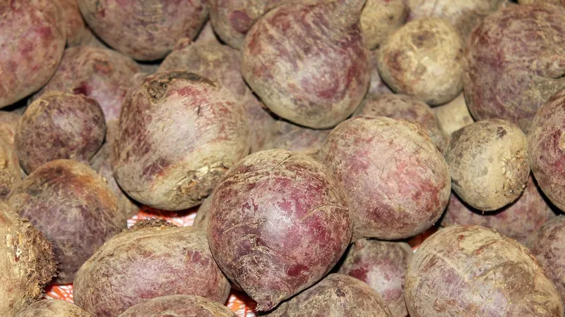 Жамбылда диқандар қызылшаны зауытқа өткізе алмай, ұзын-сонар кезекке тұрды