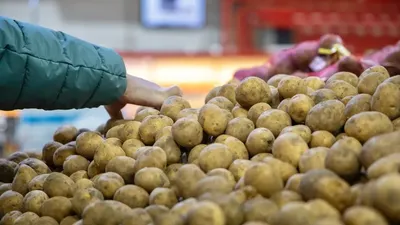 Картоп, баға, тапшылық, күрес, БҚДА, сурет - Zakon.kz жаңалық 20.10.2025 18:55