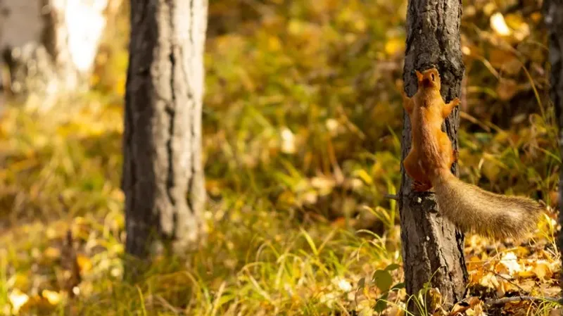 "Семей орманы" мекемесі филиалының директоры жұмысынан босатылды