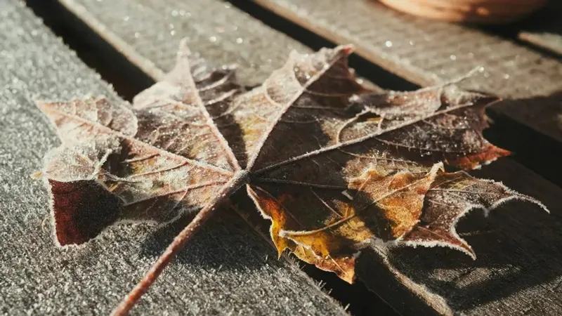 Мультфильм түлкімен секс Догги стиліндегі фотосуреттердегі жалаңаш әйелдер