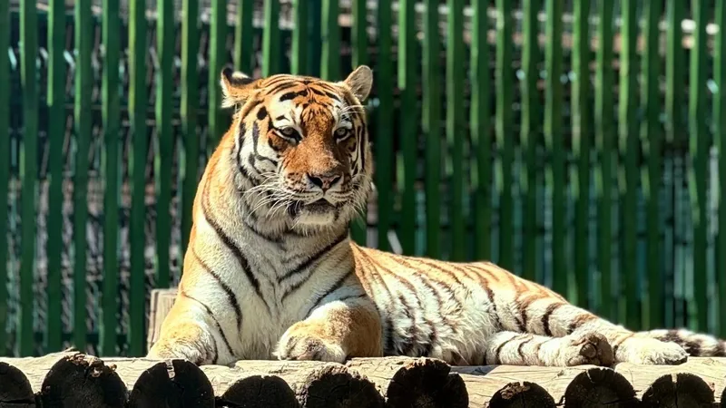 Тамандуа, сілеусін: Алматы зообағына АҚШ пен Канададан қандай жануарлар жеткізілмек