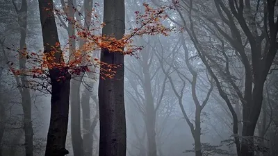 1 қарашада еліміздің бірнеше өңірінде тұман, екпінді жел және өрт қаупі күтіледі, сурет - Zakon.kz жаңалық 31.10.2025 20:40