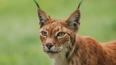 Сілеусін, Жетісу облысы, Алтын емел, фототұзақ, сурет - Zakon.kz жаңалық 01.11.2025 15:52