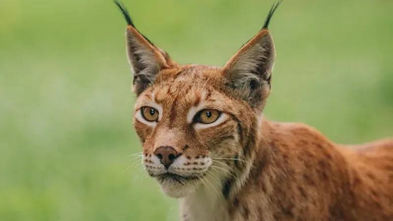 Қысқа юбкадағы хатшылар секс