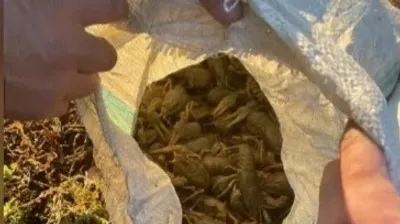 Шаян, БҚО, броконьер, сурет - Zakon.kz жаңалық 01.11.2025 12:32