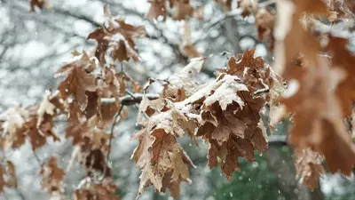 Қар, ауа райы болжамы, Алматы, 1 қараша, 2 қараша, 3 қараша, 4 қараша, 5 қараша, 6 қараша, 7 қараша, сурет - Zakon.kz жаңалық 01.11.2025 10:58