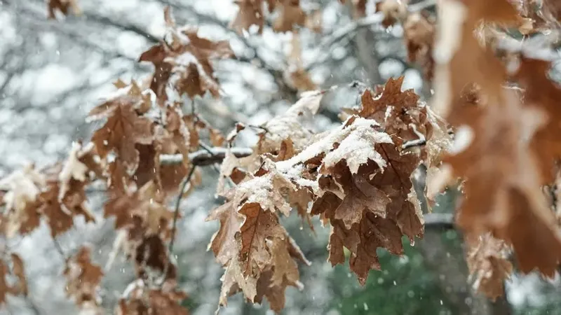 Жалаңаш мас келіндердің порно видеолары