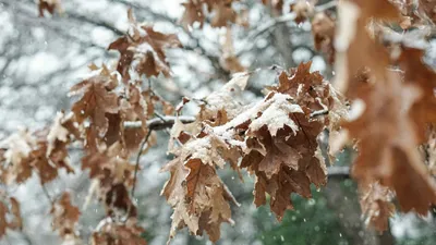 Жаңбыр, қар және көктайғақ: 3 қарашаға арналған ауа райы болжамы, сурет - Zakon.kz жаңалық 02.11.2025 15:59