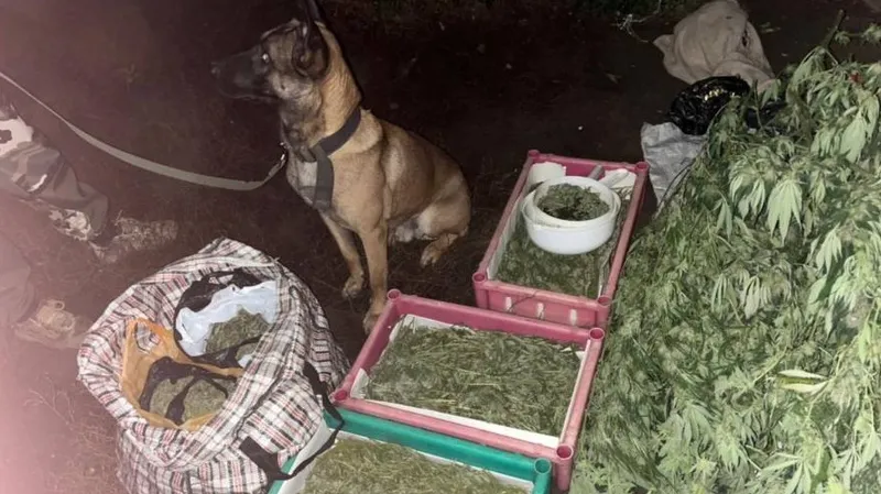 БҚО тұрғынынан полицейлер ірі көлемде есірткі затын тәркіледі