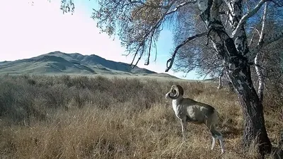 Қарағанды облысында Қызыл кітапқа енген арқар фототұзаққа түсті, сурет - Zakon.kz жаңалық 02.11.2025 16:16