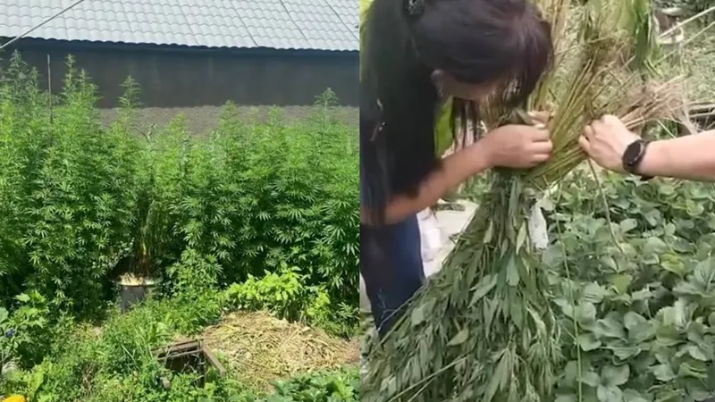 Порно Скрук Макдак