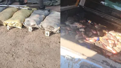 Павлодар облысында 300 келіге жуық заңсыз балық аулаған тұрғын анықталды., сурет - Zakon.kz жаңалық 05.11.2025 11:46