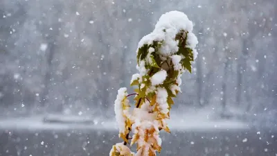 Қар, көктайғақ, ауа райы болжамы, Қазақстан, 8 қараша, сурет - Zakon.kz жаңалық 07.11.2025 17:52