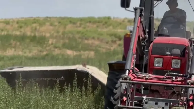 Жамбыл облысында 4 мың тоннаға жуық қарасора шабылды