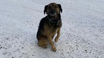 "Қазақстандық Хатико": рақымшылыққа іліккен иесін күткен төбет көпшіліктің назарына ілікті , сурет - Zakon.kz жаңалық 07.11.2025 12:16