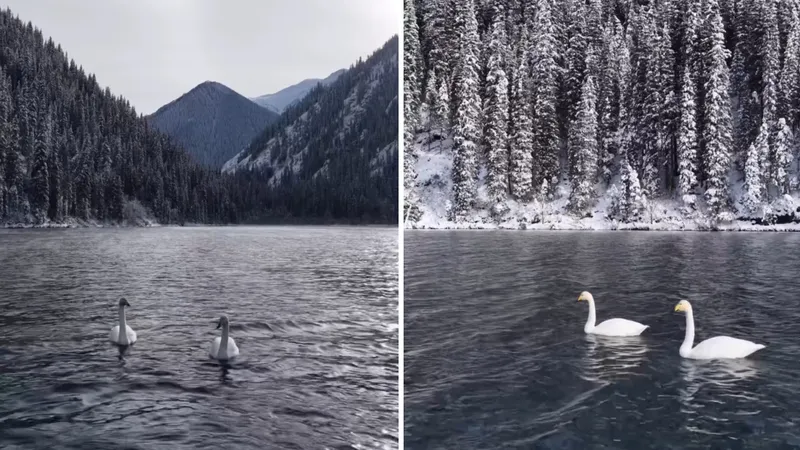 Көлсай көлдеріне аққулар қонды: Тарихи сәт бейнежазбаға түсіріліп, желіде тарады