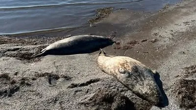 Итбалық, өлі, Каспий теңізі, жағалау, Маңғыстау облысы, Құлалы аралы, сурет - Zakon.kz жаңалық 09.11.2025 16:32