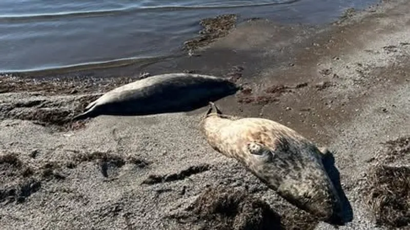 Әйелдер аузына қатыгездікпен ұрылады