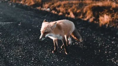 Түлкі, Қостанай облысы, Жітіқара, адамдар, шабуылдау , сурет - Zakon.kz жаңалық 09.11.2025 09:58