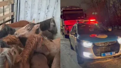 ВИДЕО Қарағанды облысында блок-бекетте полицейлер ұрланған жылқылар тиелген жүк көлігін ұстады, сурет - Zakon.kz жаңалық 10.11.2025 09:21