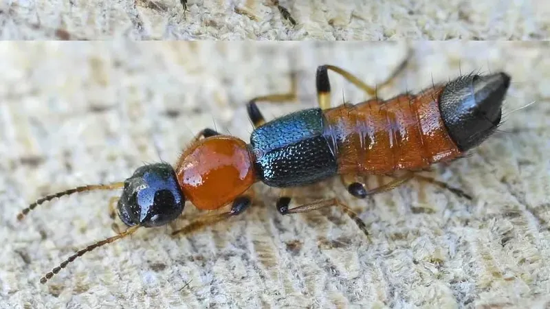 Вьетнамда туристерге улы қоңыздар туралы ескерту жасалды