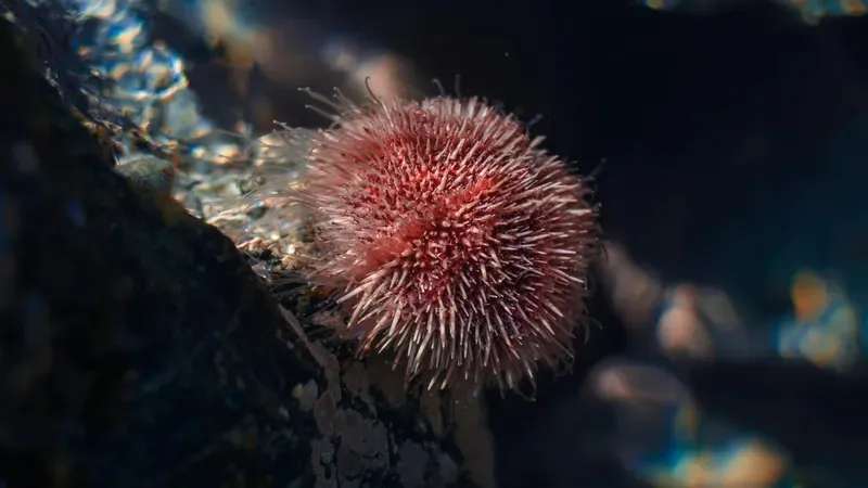 Биологтар миы бүкіл денесіне таралған теңіз жануарын анықтады