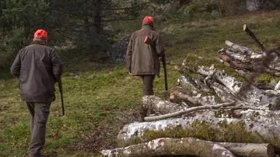 Жануарлар мен құстарды аулау: ережелерге өзгерістер енгізілді, сурет - Zakon.kz жаңалық 17.11.2025 13:35