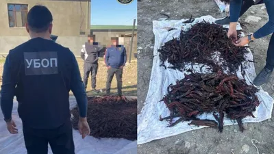 Өсімдіктер, Түркістан облысы, Қызыл кітап, заңсыз теру, ұсталды, сурет - Zakon.kz жаңалық 17.11.2025 21:16