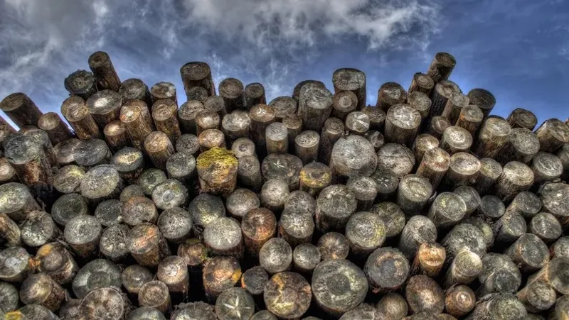 Қазақстанда ағаш материалдарының жекелеген түрлерін әкетуге тыйым салу ұзартылады