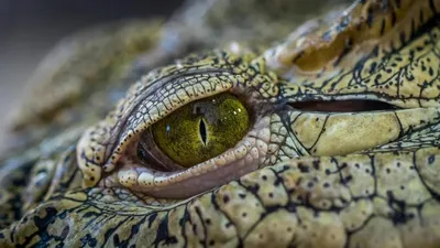 Бразилияда ежелгі қолтырауын табылды, сурет - Zakon.kz жаңалық 18.11.2025 11:09