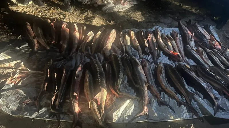 Маңғыстау облысында бекіре мен Қызыл кітапқа енген аңдарды заңсыз аулау деректері анықталды