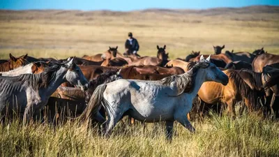Жылқы, ұрлық, Ақмола облысы, шаруа қожалығы, басшы, күдікті, сурет - Zakon.kz жаңалық 20.11.2025 20:17