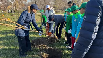 Бүгін Тастыбұлақ шағынауданы, Ақжар гүлзарында 100 ағаш — терек пен қарағаш көшеті отырғызылды. Іс-шараға жастар, ардагерлер және ауданның белсенді тұрғындары қатысты. , сурет - Zakon.kz жаңалық 21.11.2025 16:45